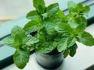 beneficios-de-la-menta-como-planta-medicinal