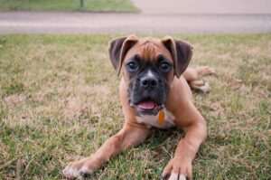 boxer-la-raza-de-perro-perfecta-para-toda-la-familia