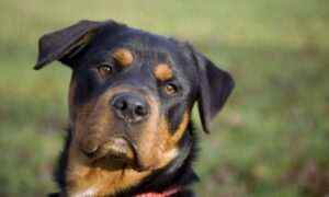 como-cuidar-a-tu-rottweiler-consejos-para-esta-raza-de-perro