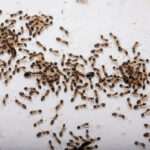 Cómo eliminar una plaga en casa