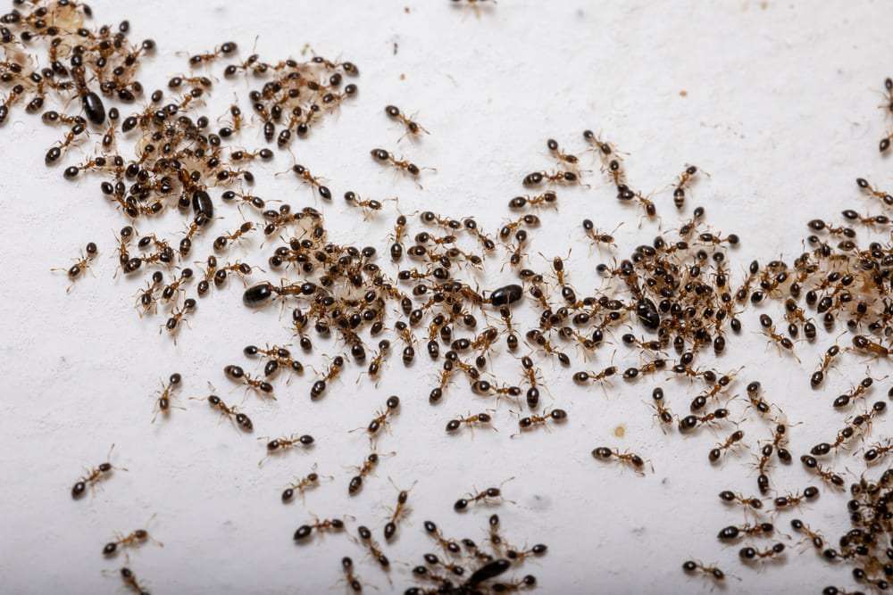 como-eliminar-una-plaga-en-casa