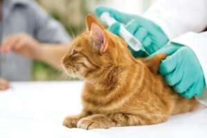 como-proteger-a-tus-gatos-con-vacunas