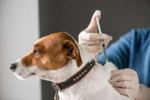 como-vacunar-a-tu-perro-correctamente