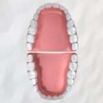 ¿Cuántos dientes tenemos y cómo se dividen?