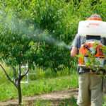 Cuidado de jardines en casa: Importancia de tratamientos fitosanitarios