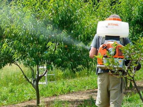 cuidado-de-jardines-en-casa-importancia-de-tratamientos-fitosanitarios