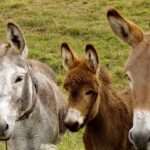 Diferencias entre burros, asnos y mulas