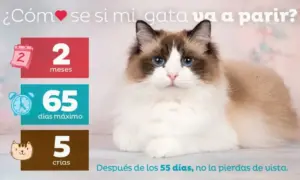 duracion-del-embarazo-en-gatas-todo-lo-que-necesitas-saber