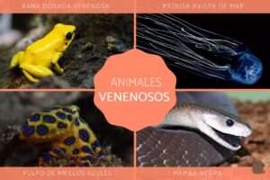 el-animal-mas-venenoso-del-planeta-descubre-cual-es