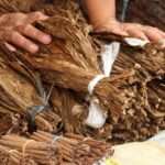 Historia y curiosidades del tabaco