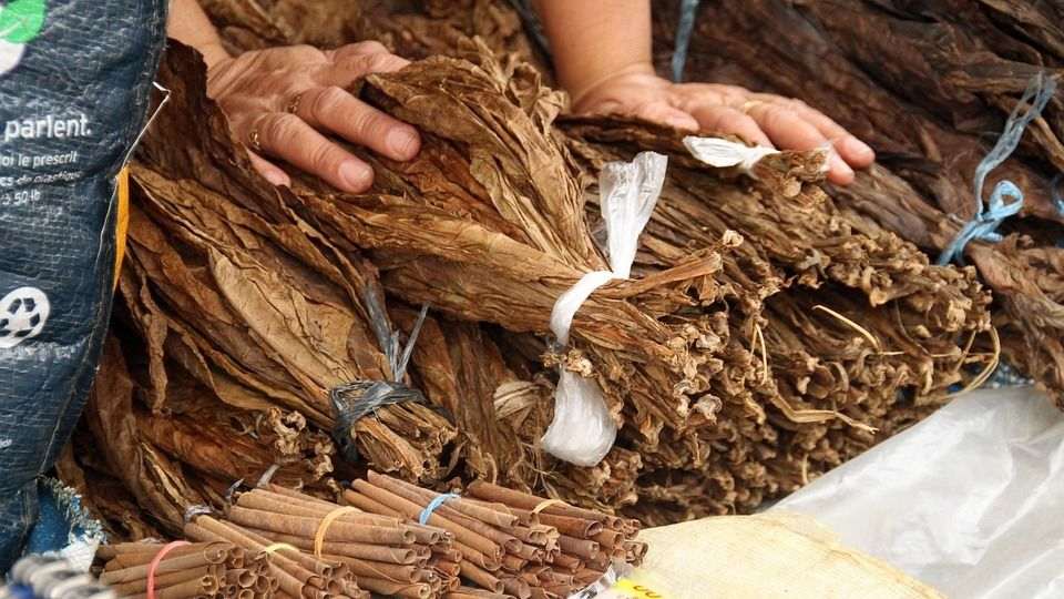 historia-y-curiosidades-del-tabaco