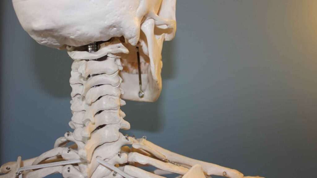 los-huesos-del-cuerpo-humano-cuantos-y-cuales