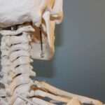 Los huesos del cuerpo humano: ¿cuántos y cuáles?