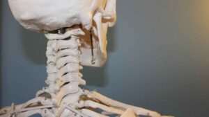 los-huesos-del-cuerpo-humano-cuantos-y-cuales