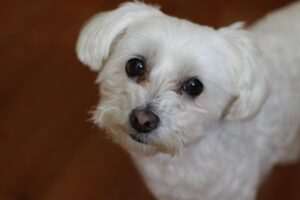 precio-bichon-maltes-como-saberlo