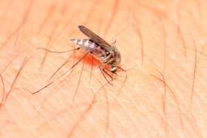 todo-lo-que-necesitas-saber-sobre-el-virus-zika