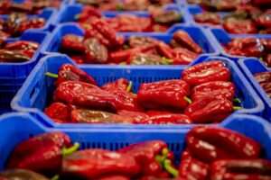 cuando-se-plantan-los-pimientos-en-murcia