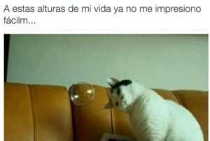 divertidas-imagenes-de-gatos-con-frases-graciosas-para-alegrar-tu-dia