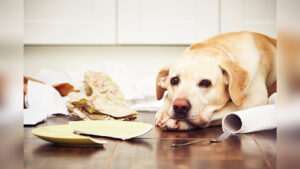 los-aspectos-positivos-y-negativos-de-tener-un-perro-como-mascota