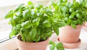 los-sorprendentes-beneficios-curativos-de-esta-planta-que-debes-conocer