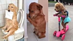 los-videos-mas-divertidos-de-animales-ebrios-que-te-haran-reir-sin-parar