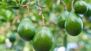 que-arboles-frutales-cultivar-en-murcia