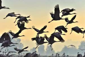 como-influye-el-cambio-climatico-en-la-migracion-de-aves