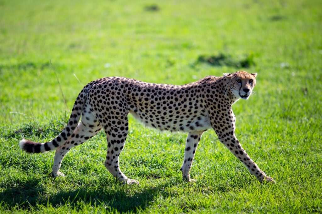 cual-es-el-animal-mas-rapido-del-mundo