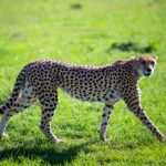¿Cuál es el animal más rápido del mundo?