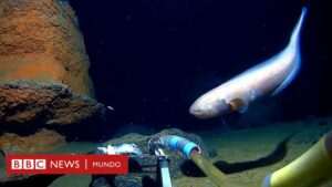 cual-es-la-profundidad-maxima-del-oceano-indico