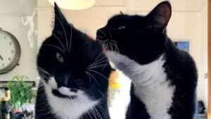 por-que-los-gatos-ronronean-cuando-estan-felices