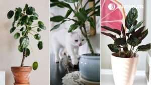 que-plantas-de-interior-son-seguras-para-mascotas
